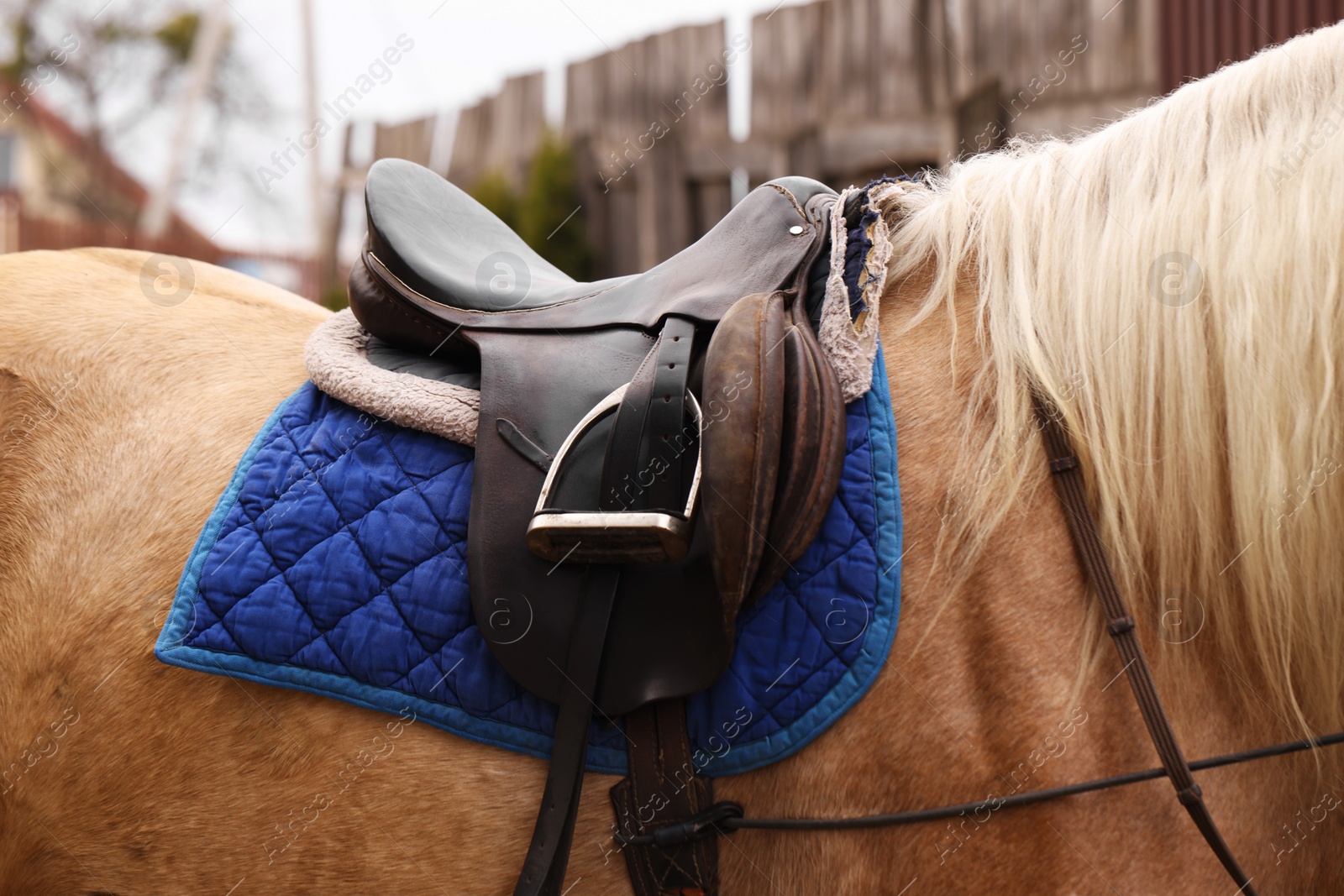 Photo of Horse with saddle outdoors, closeup. Lovely domesticated pet