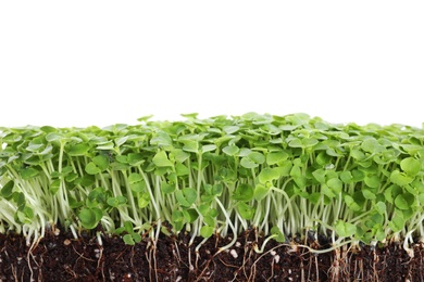 Photo of Fresh organic microgreen on white background, closeup