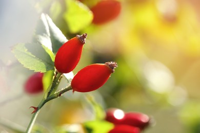 Photo of Rose hip bush with ripe red berries in garden, closeup