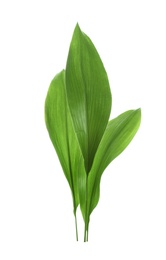 Photo of Beautiful tropical Aspidistra leaves on white background