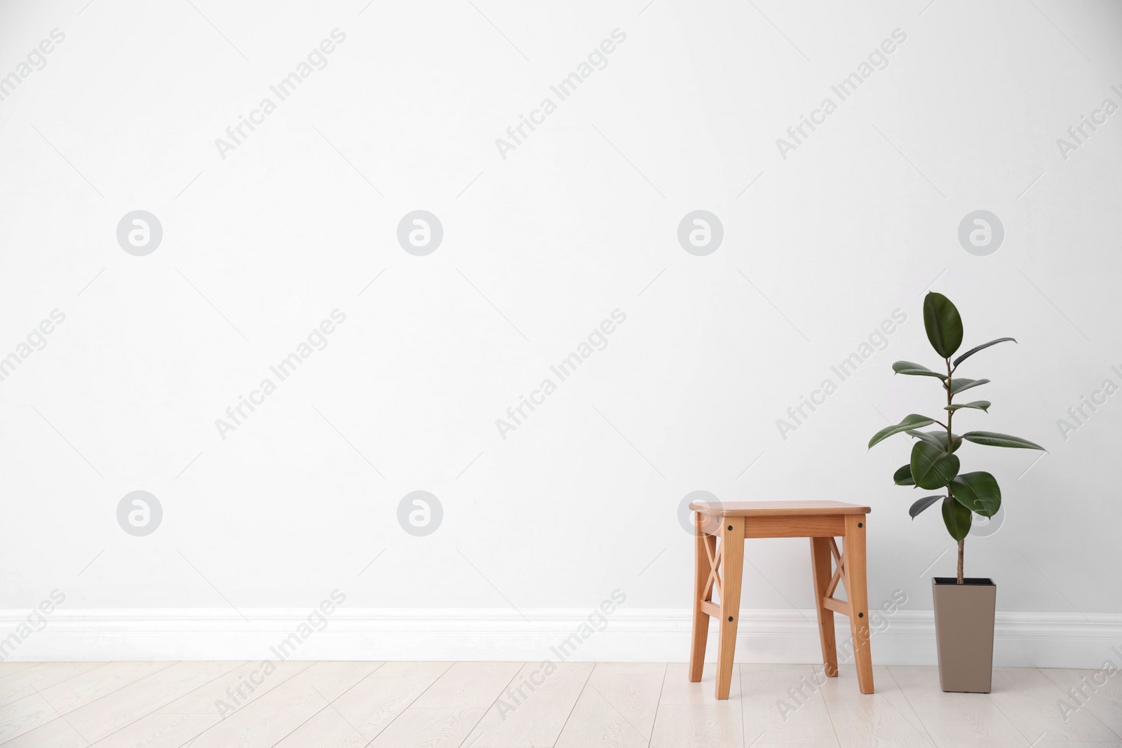 Photo of Ficus and stool near white wall, space for text. Home plants