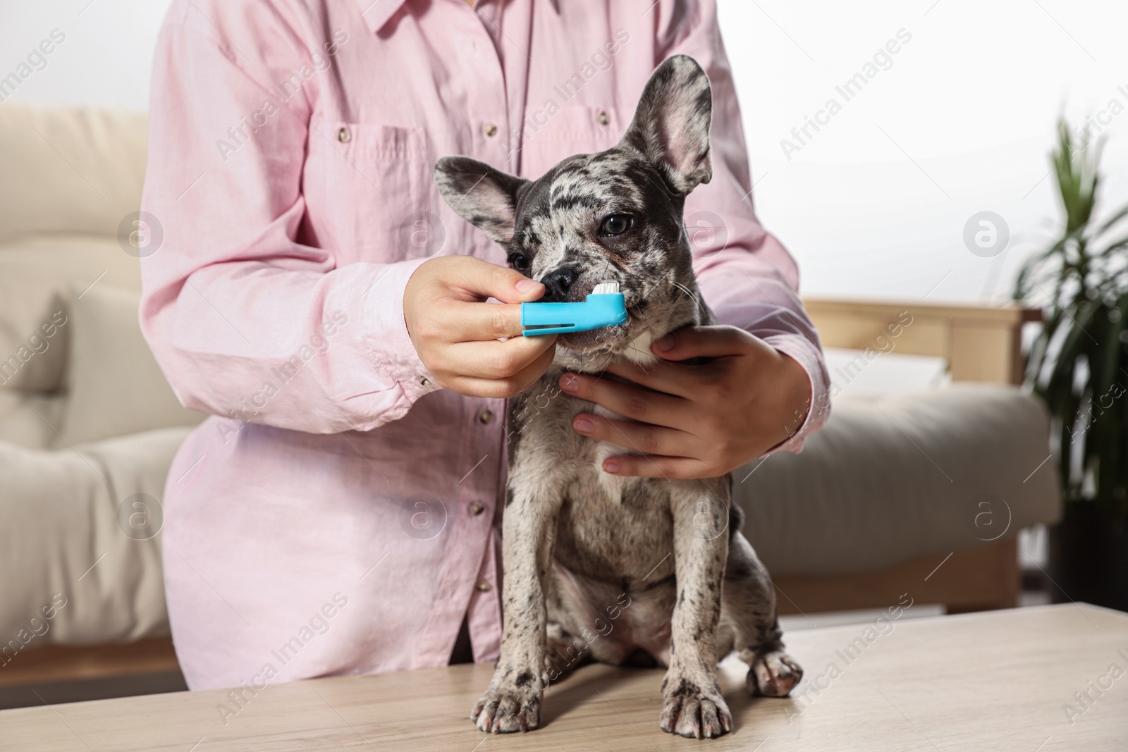 Photo of Woman brushing dog's teeth at table indoors, closeup