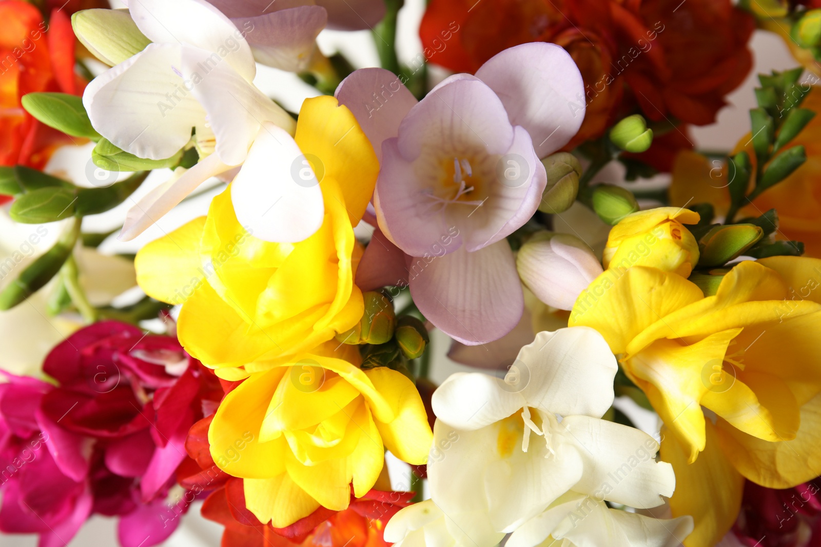 Photo of Bouquet of beautiful spring freesia flowers, closeup