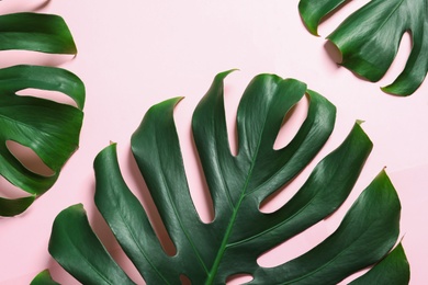 Photo of Green fresh monstera leaves on color background, flat lay. Tropical plant