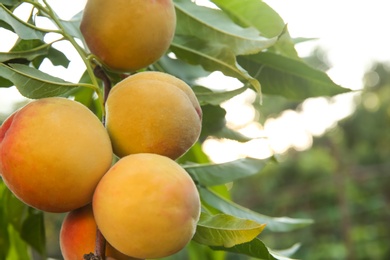 Photo of Ripening peaches on tree branch in garden, closeup. Space for text