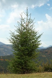 Big coniferous tree growing on mountain hill