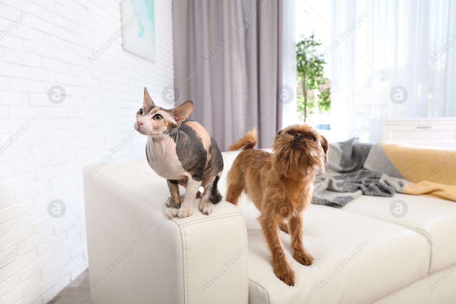 Photo of Adorable dog and cat together on sofa at home. Friends forever