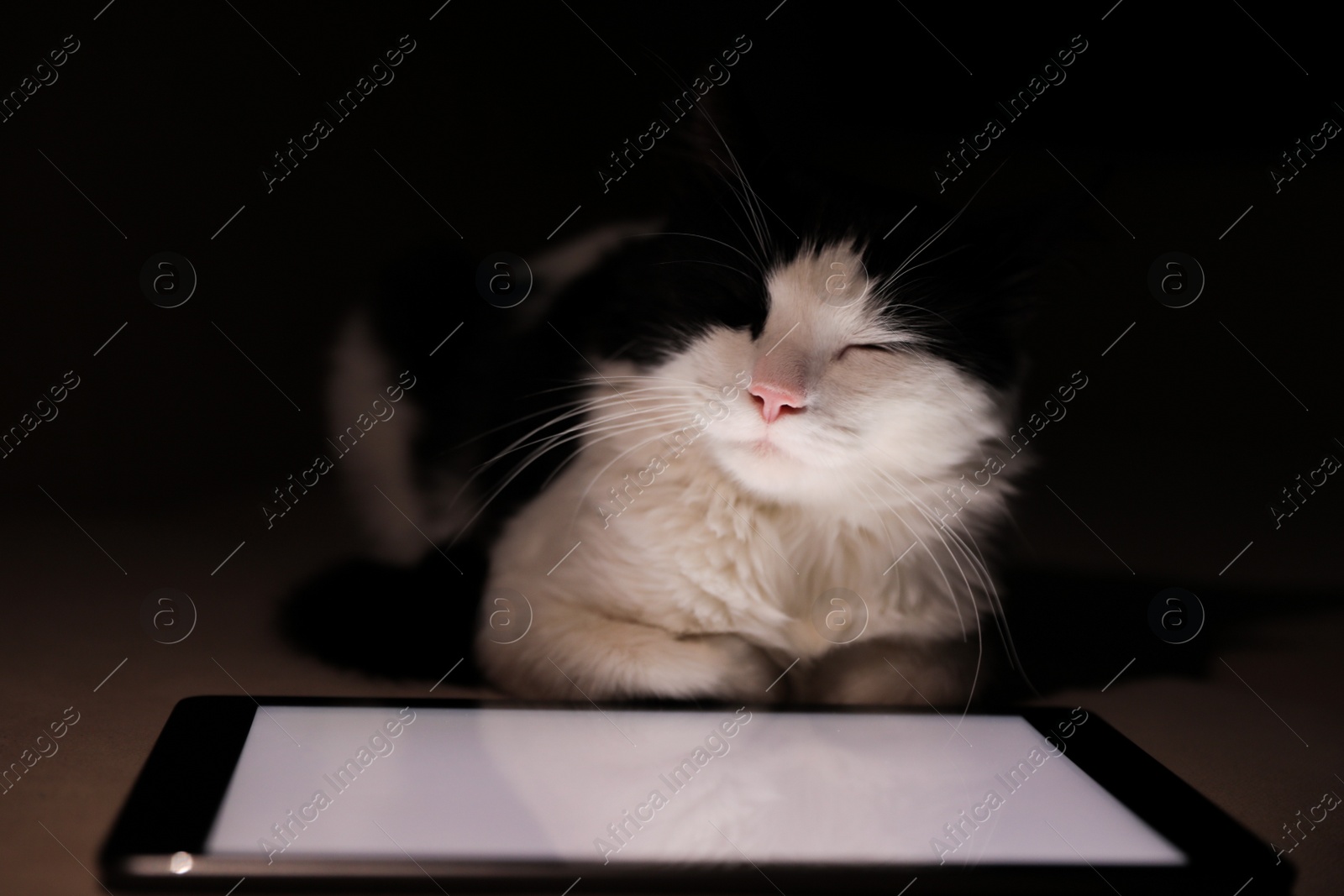 Photo of Cute cat sleeping near tablet on couch at home