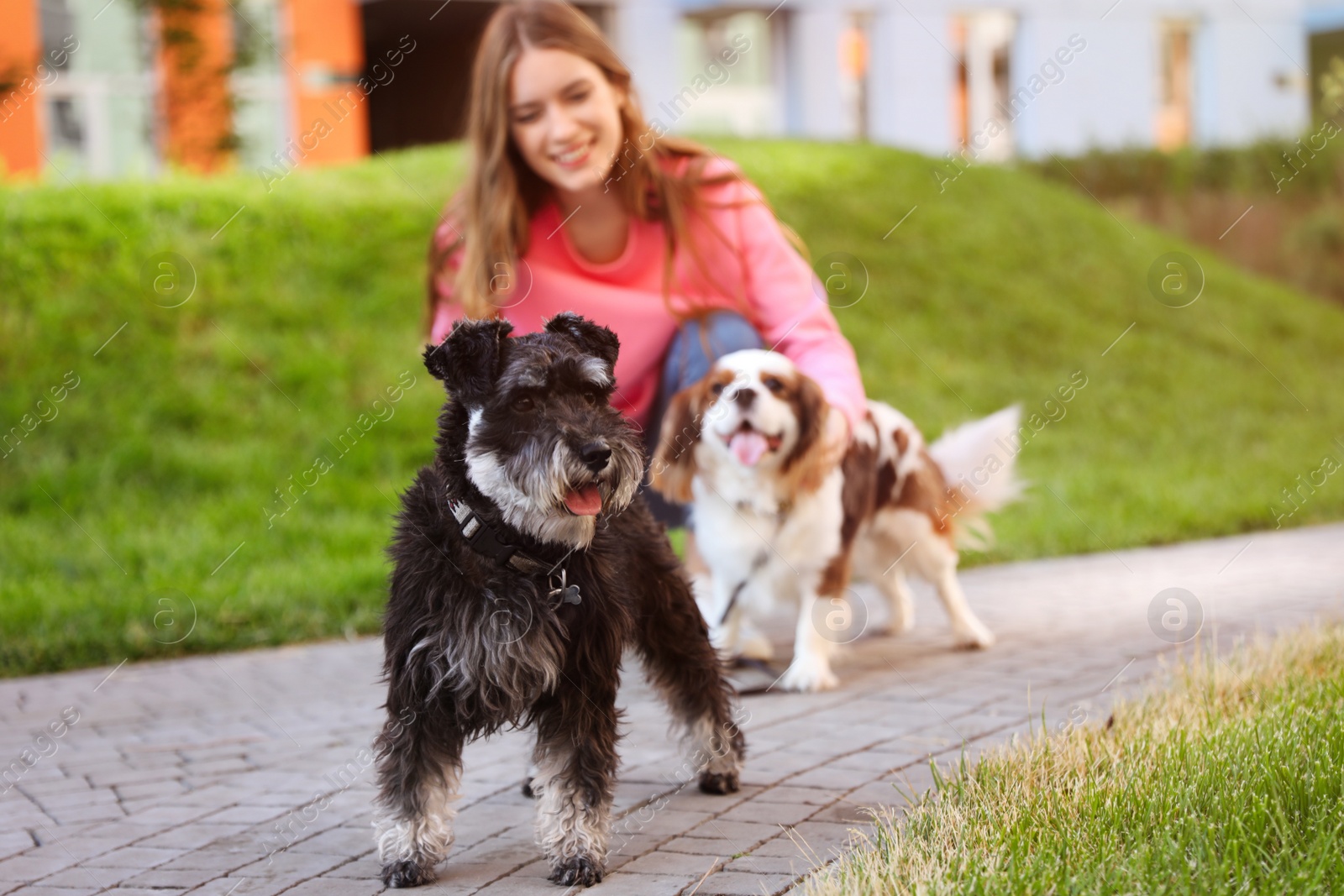 Photo of Woman walking Miniature Schnauzer and Cavalier King Charles Spaniel dogs in park