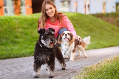 Photo of Woman walking Miniature Schnauzer and Cavalier King Charles Spaniel dogs in park