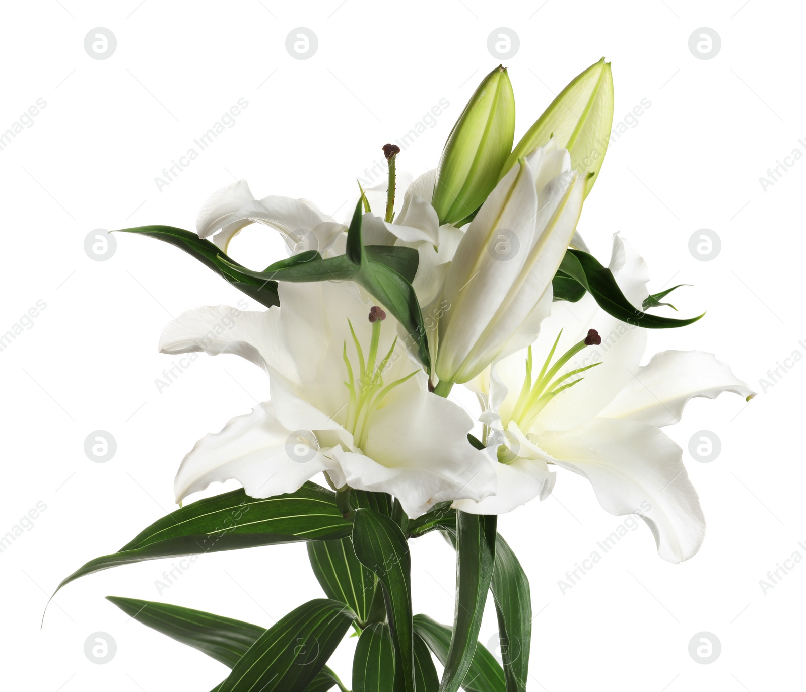 Photo of Beautiful lilies on white background. Funeral flowers