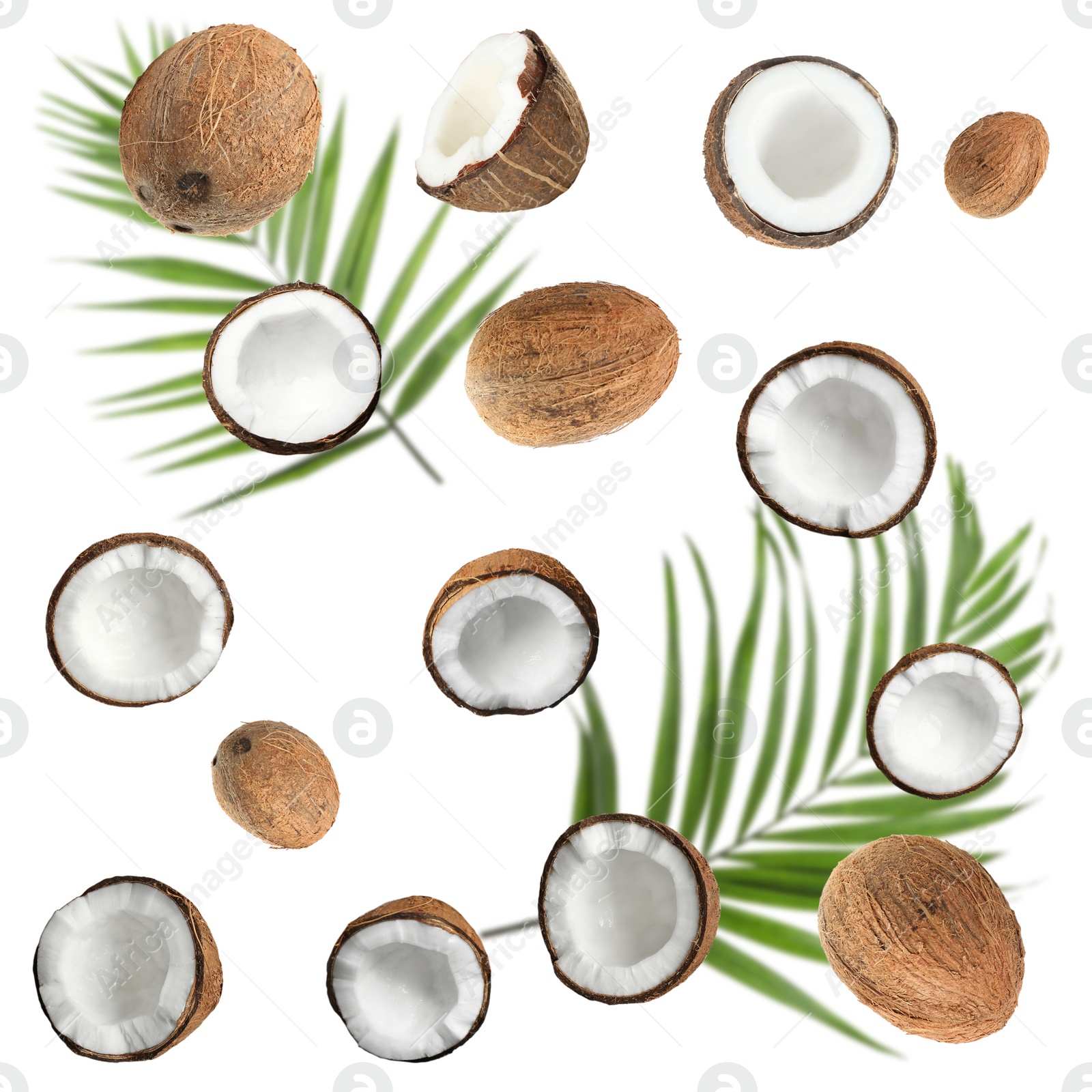 Image of Set with ripe coconuts and palm leaves on white background, top view