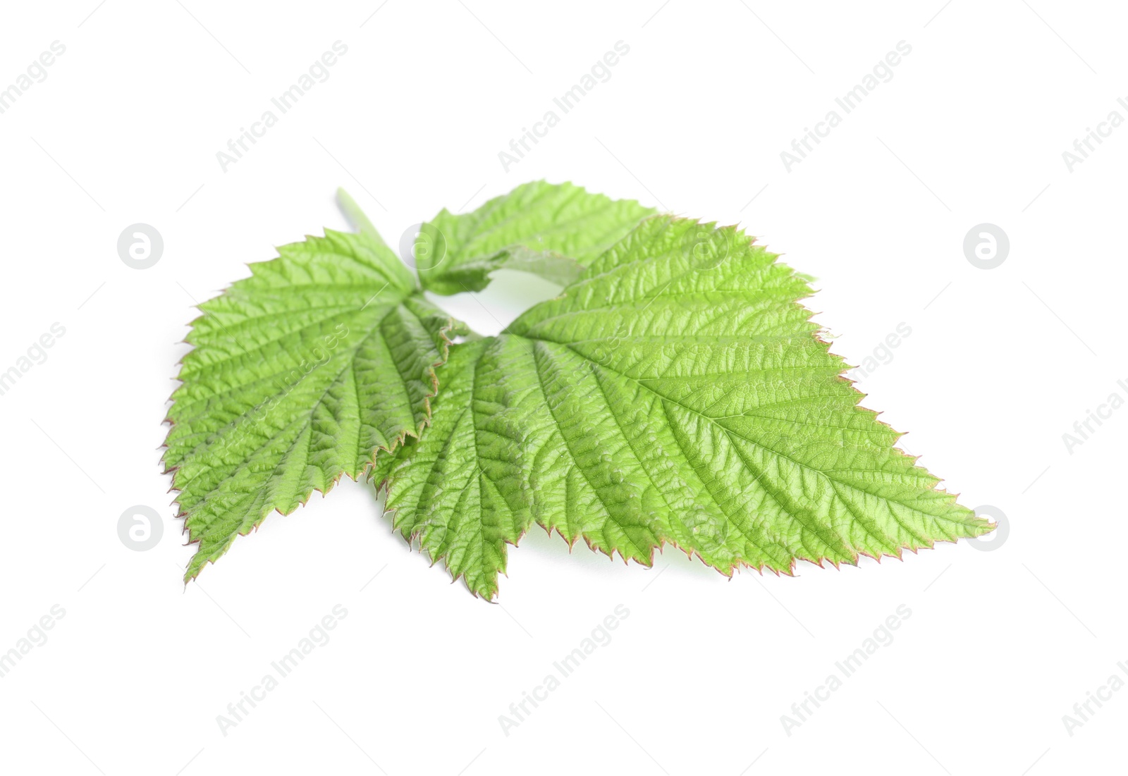 Photo of Fresh green raspberry leaves isolated on white