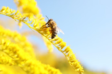 Honeybee collecting nectar from yellow flower outdoors against light blue sky, closeup. Space for text