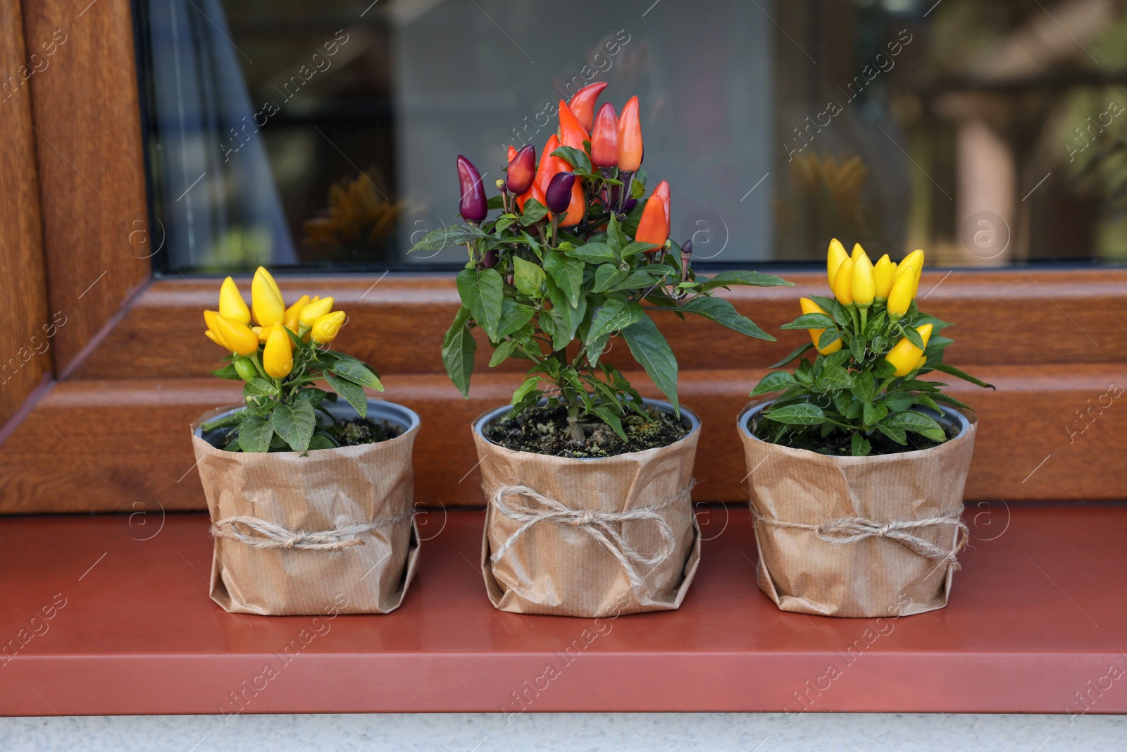 Photo of Capsicum Annuum plants. Many potted multicolor Chili Peppers near window outdoors