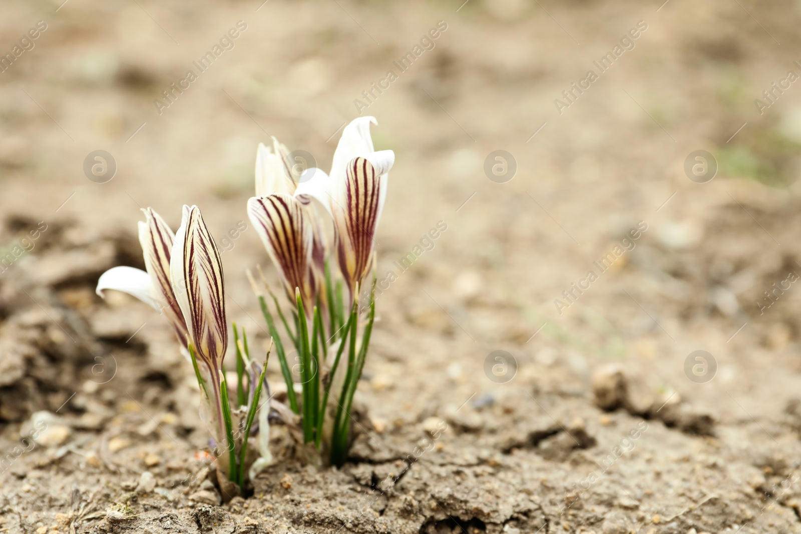 Photo of Beautiful blooming white crocus flowers in garden