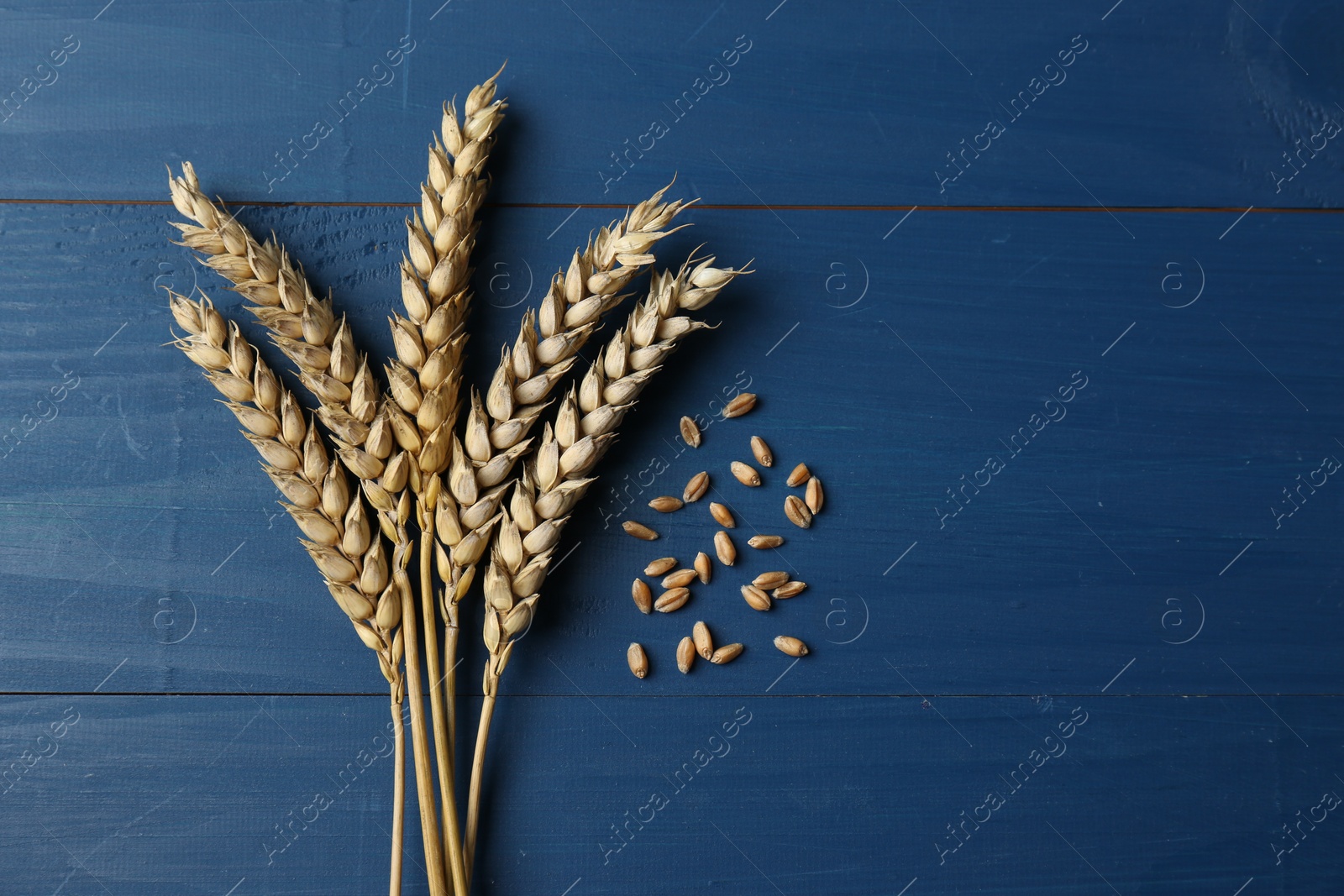 Photo of Ears of wheat on blue wooden table, flat lay. Space for text