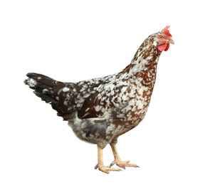 Beautiful chicken on white background. Domestic animal