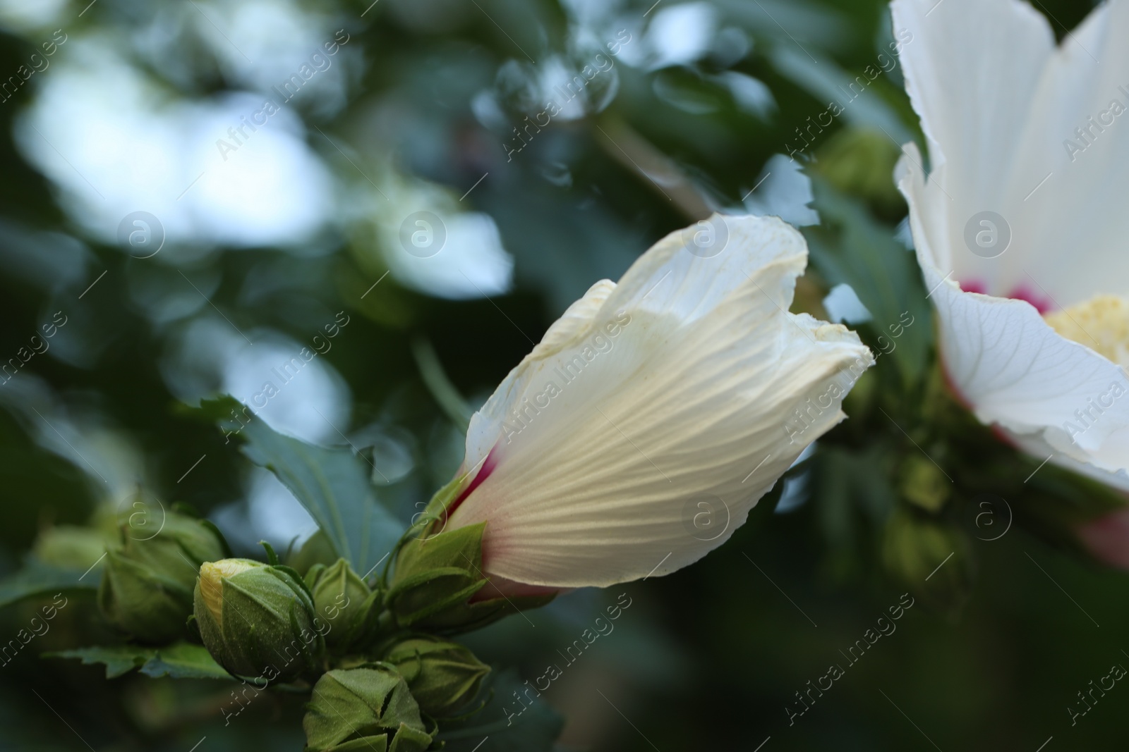 Photo of Beautiful white hibiscus flower growing outdoors, closeup