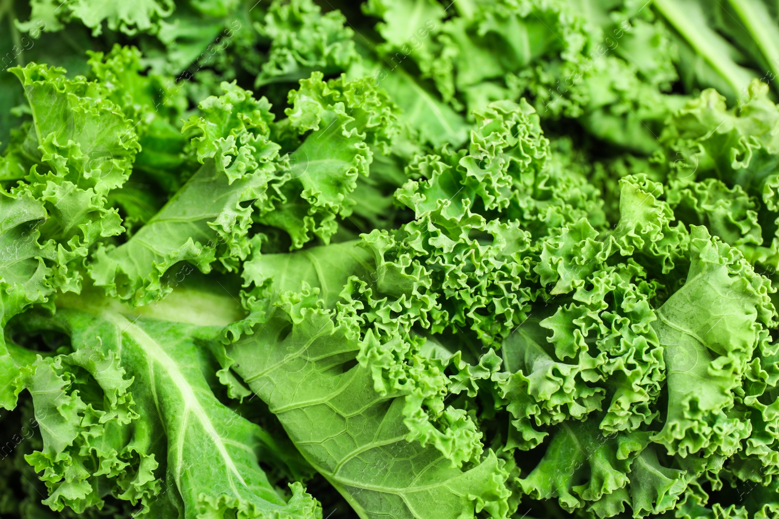 Photo of Fresh green kale leaves as background, closeup