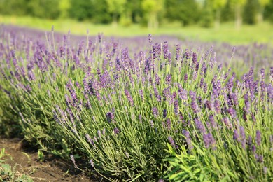 Beautiful view of blooming lavender growing in field