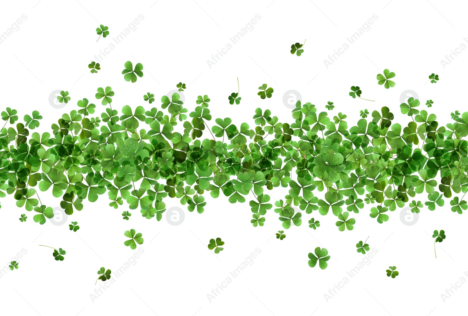 Image of Fresh green clover leaves on white background. St. Patrick's Day 