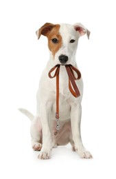 Cute Jack Russell Terrier holding leash in mouth on white background