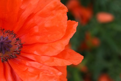 Photo of Beautiful bright red poppy flower outdoors, closeup view