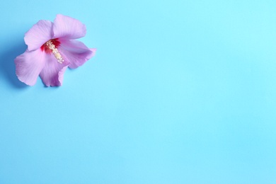 Photo of Beautiful tropical Hibiscus flower on color background with space for design, top view