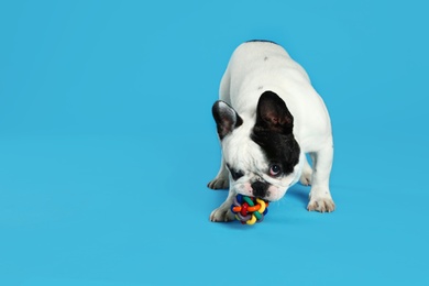 Photo of French bulldog playing with toy on blue background. Space for text