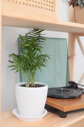 Photo of Beautiful houseplant and turntable on wooden shelving unit near light wall