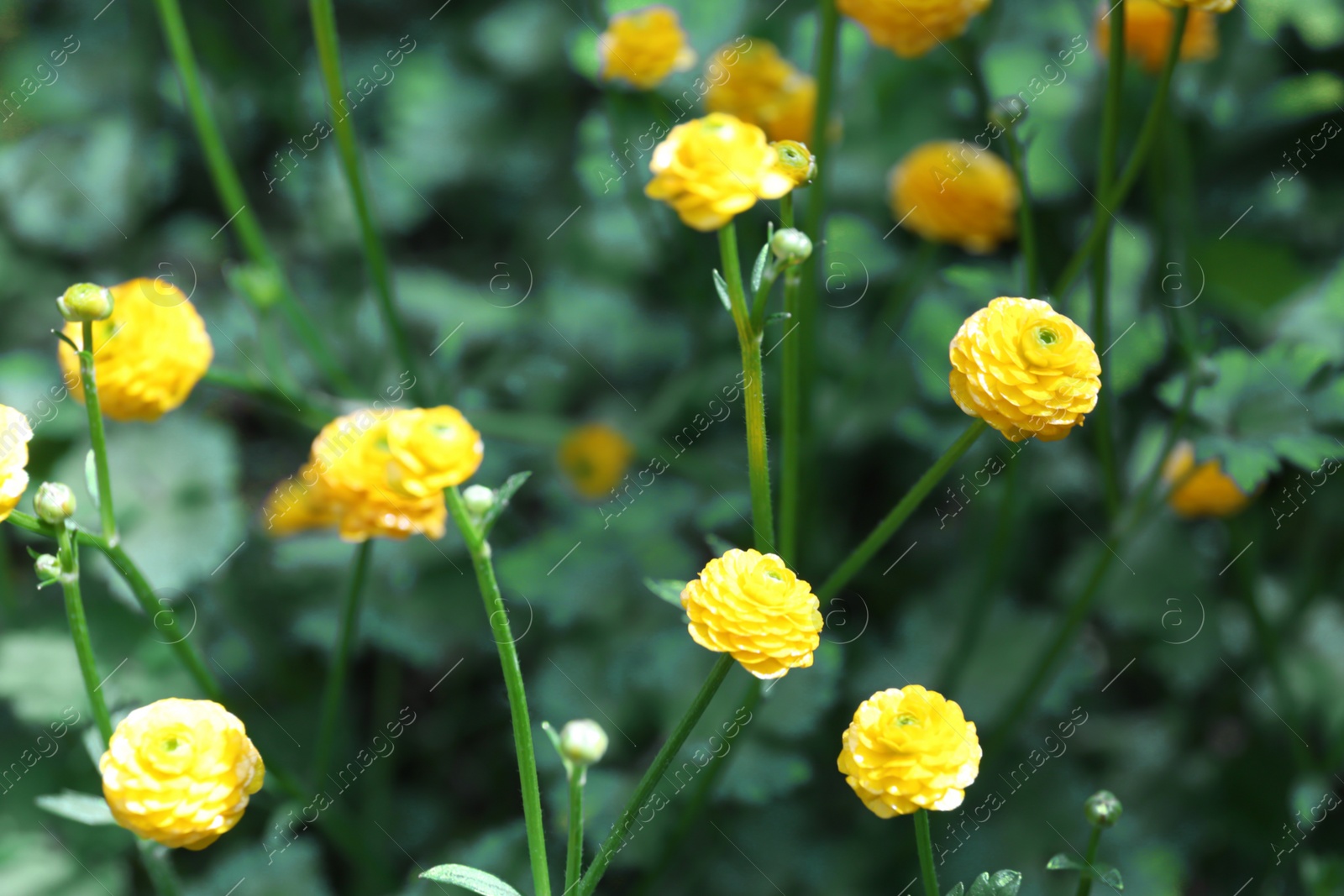 Photo of Beautiful bright buttercups in green garden. Spring flowers