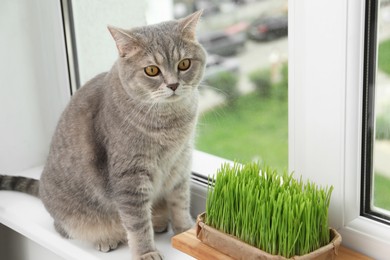 Photo of Cute cat near fresh green grass on windowsill indoors