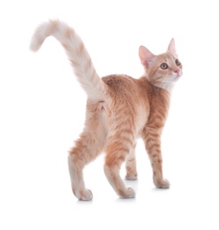 Adorable yellow tabby cat on white background