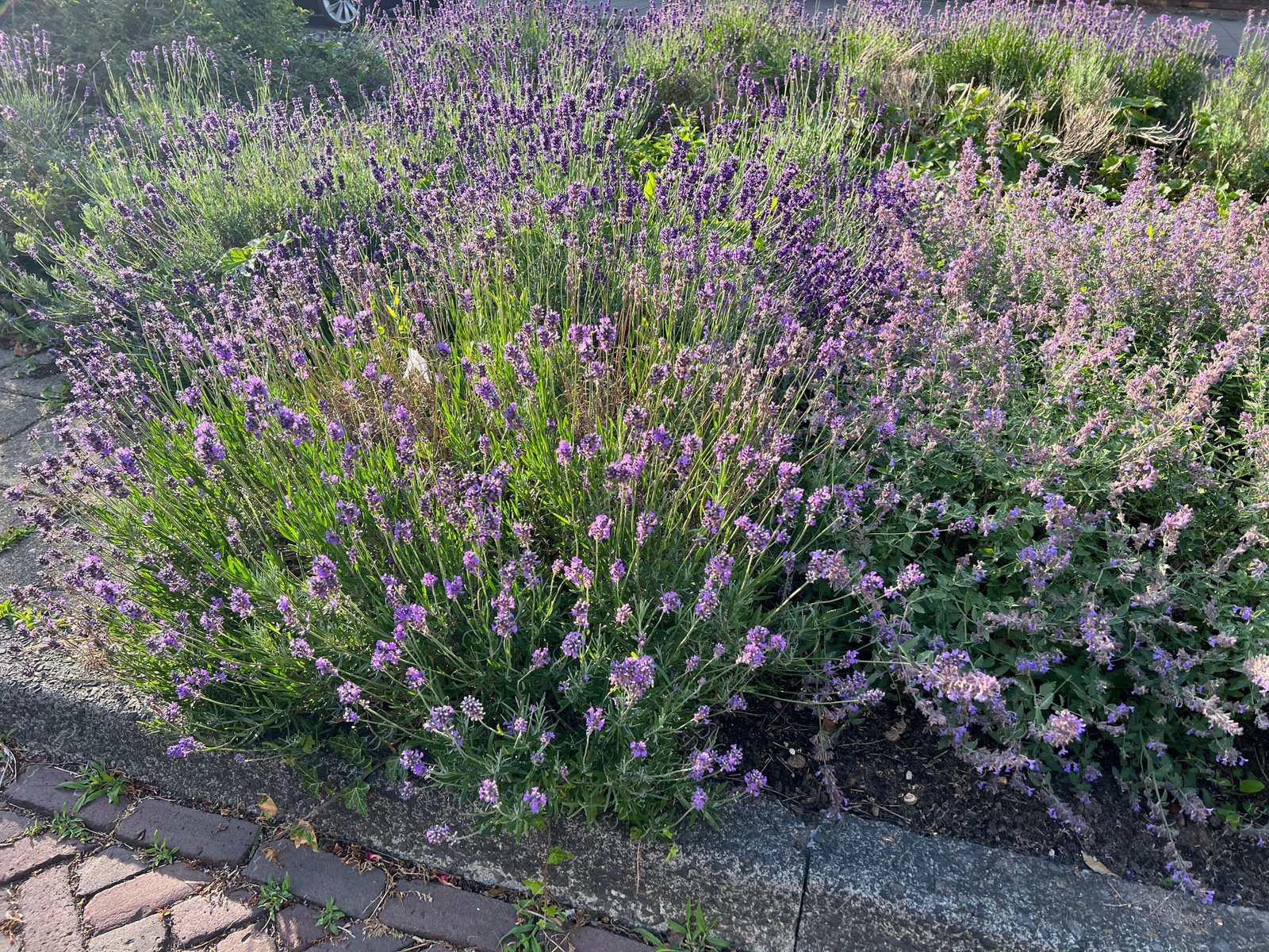 Photo of Beautiful lavender flowers growing on city street