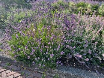 Beautiful lavender flowers growing on city street