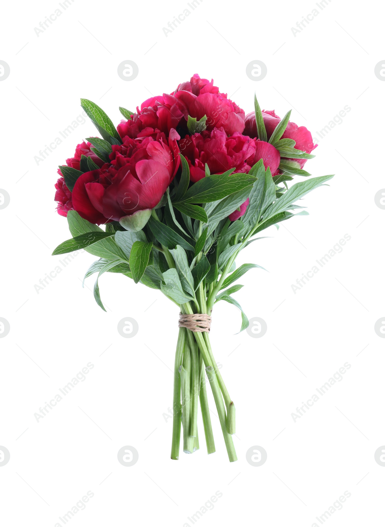 Photo of Bouquet of beautiful red peonies isolated on white