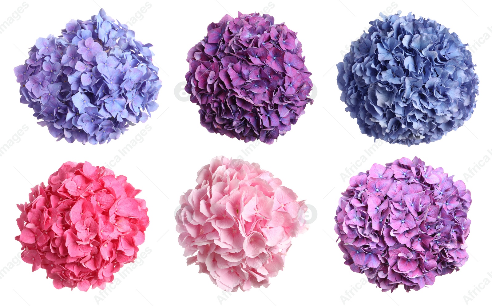 Image of Set with delicate beautiful hortensia flowers on white background, top view 