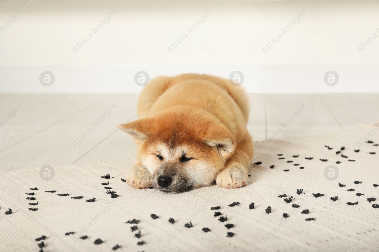 Photo of Cute Akita Inu puppy indoors. Baby animal