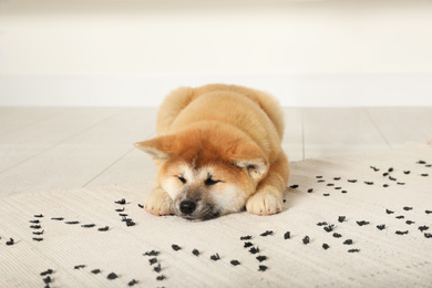 Cute Akita Inu puppy indoors. Baby animal