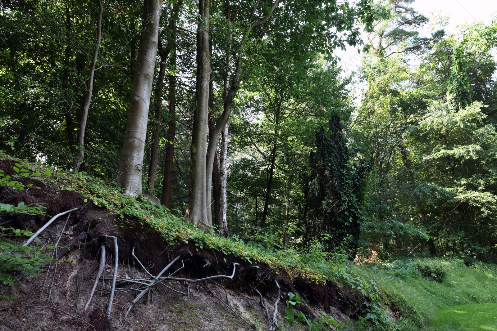 Photo of Trees and beautiful green plants in forest, low angle view