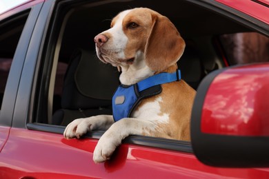Photo of Cute Beagle dog peeking out car window