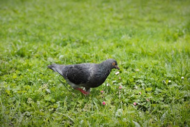 Photo of Beautiful grey pigeon in green grass outdoors