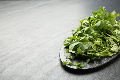 Photo of Fresh coriander on dark gray textured table, space for text