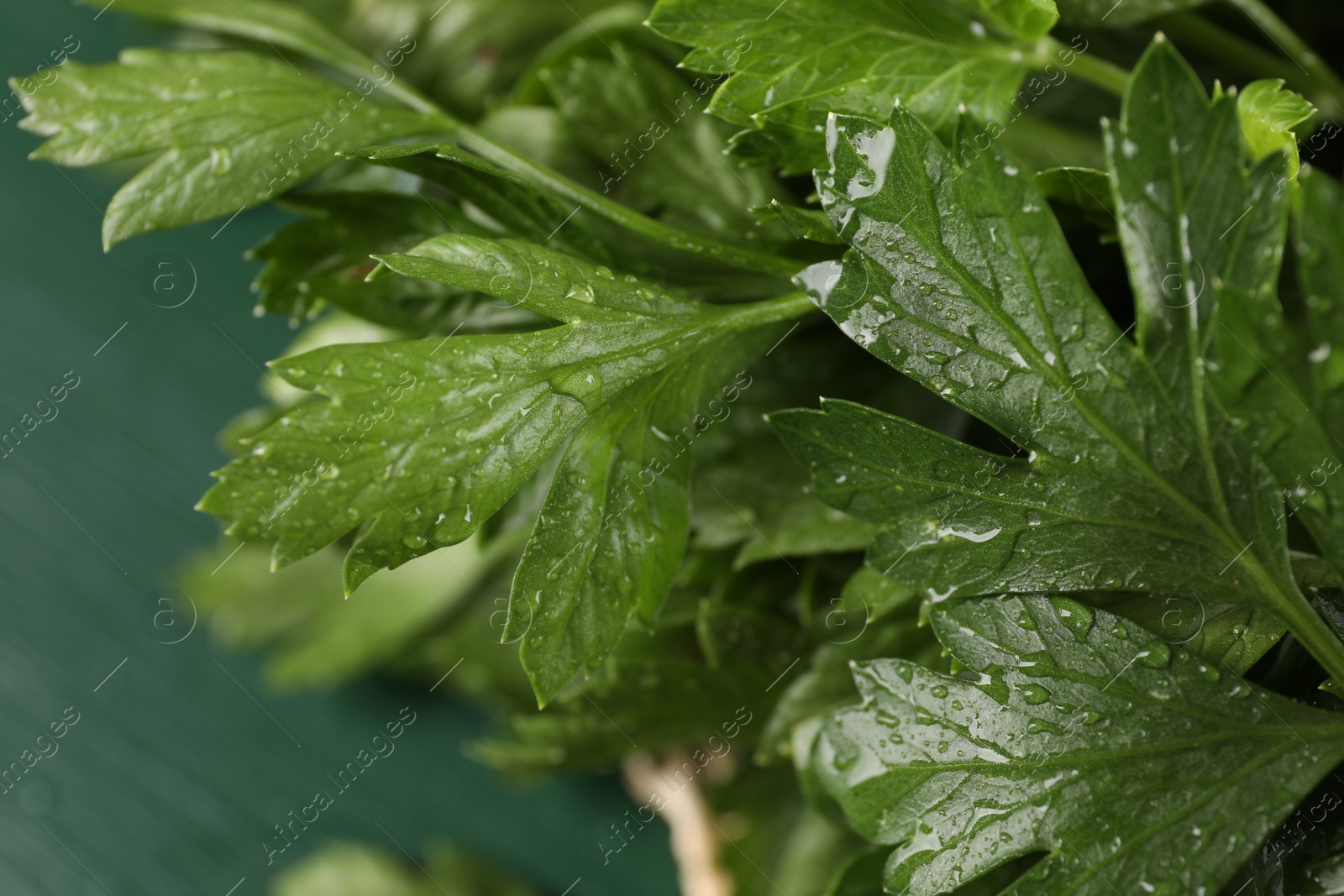 Photo of Fresh green parsley leaves with water drops on blurred background, closeup