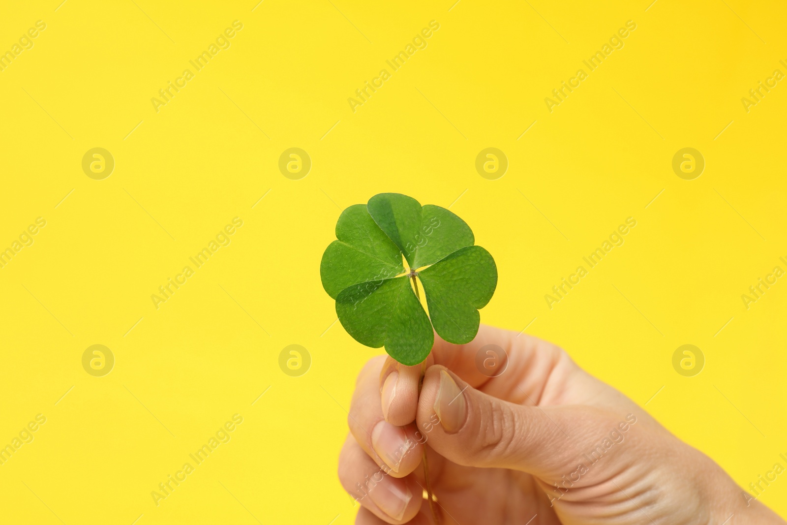 Photo of Woman holding beautiful green four leaf clover on yellow background, closeup