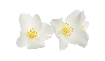 Photo of Beautiful flowers of jasmine plant isolated on white