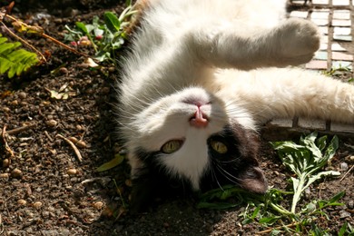 Photo of Cute cat resting at backyard on sunny day, closeup