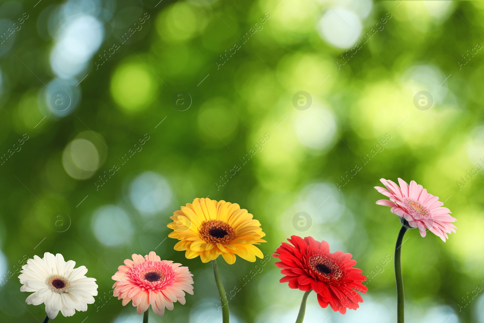 Image of Beautiful colorful gerbera flowers outdoors on sunny day, bokeh effect