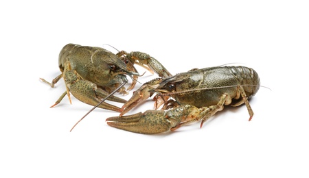 Photo of Fresh raw crayfishes isolated on white. Healthy seafood